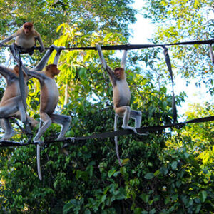 Half Day Labuk Bay Proboscis Monkey Sanctuary