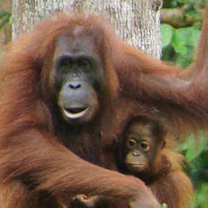 Sepilok Orang Utan tour