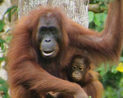 Sepilok Orang Utan tour