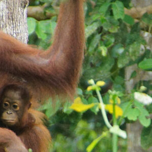 4D3N Turtle Island + Orang Utan  + Sunbear  + Kinabatangan River