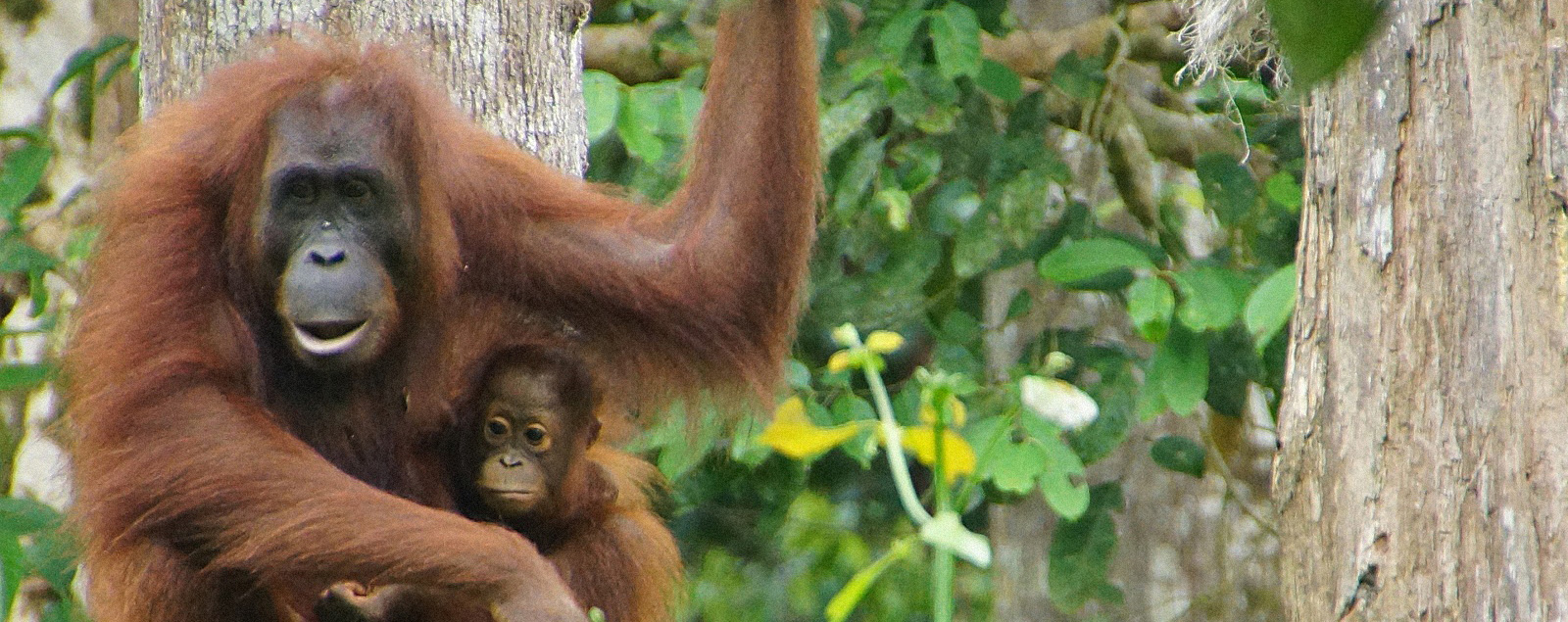 4D3N Turtle Island + Orang Utan + Sunbear + Kinabatangan River