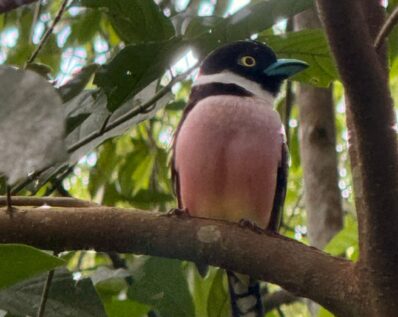 Tabin Wildlife Safari 1
